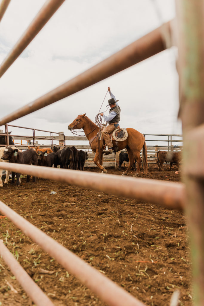 What to Look for When Hiring a Utah Western Wedding Photographer: Man on horse pulling lasso inside corral.