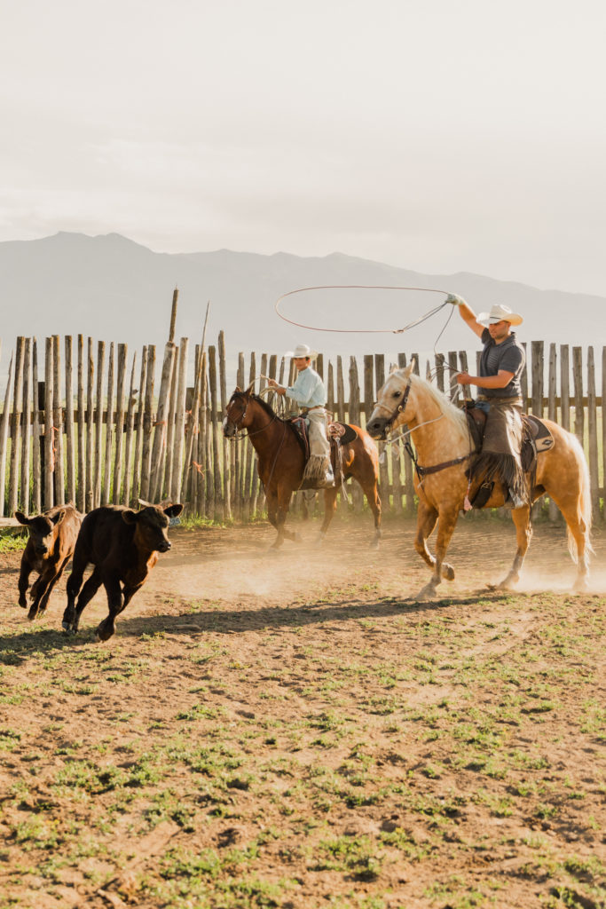 Two cowboys herding cows in a ranch, taken by Utah western wedding photographer Robin Kunzler
